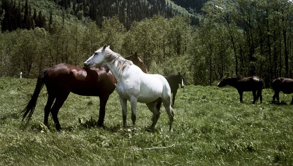 Лошади в долине. Тебердинский государственный природный заповедник