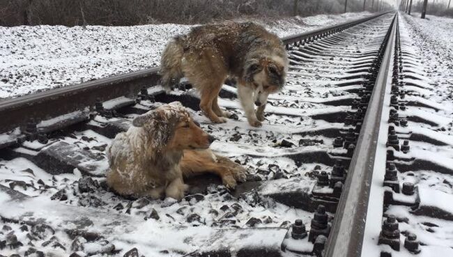 Собаки Панда и Люси на железнодорожных путях