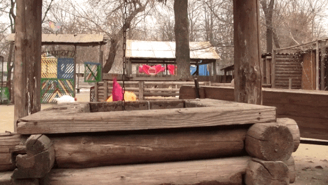 директор одесского зоопарка нарядился петухом. кадр с  YouTube