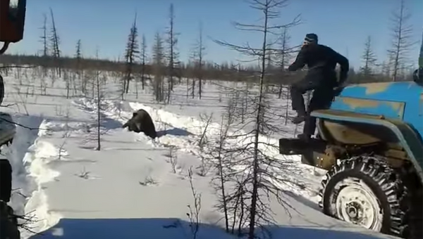 В Якутии вахтовики на Уралах намеренно задавили медведя. Архивное фото