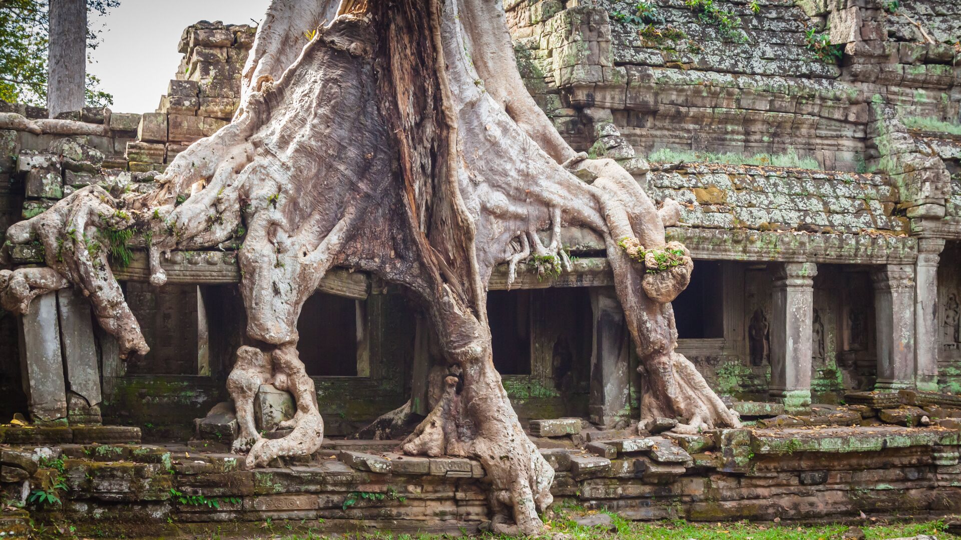 Корни дерева оплетают храм Преа-Кан в Ангкоре, Камбоджа - РИА Новости, 1920, 22.01.2020