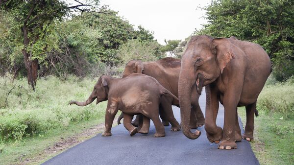 Слоны в Индии. Архивное фото