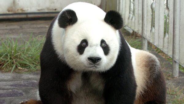 Старейший в мире самец панды по кличке Пан-Пан