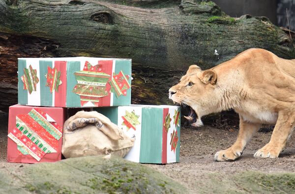 Львица открывает рождественские подарки в зоопарке в Гамбурге, Германия