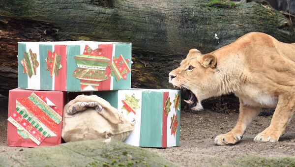 Львица открывает рождественские подарки в зоопарке в Гамбурге, Германия