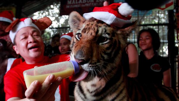 Кормление тигренка в зоопарке Манилы