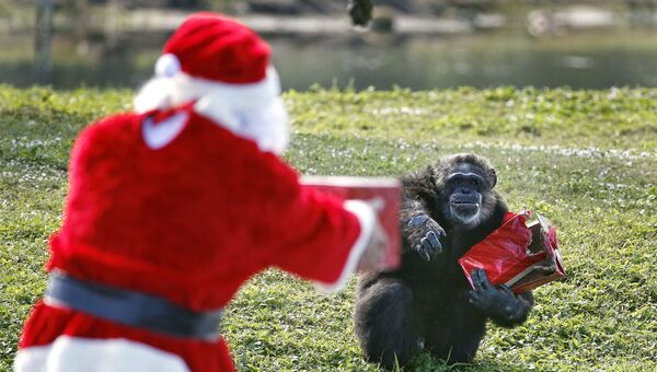 Работник зоопарка в костюме Санта Клауса вручает подарок шимпанзе