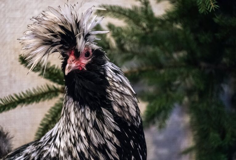 Петух породы Павловский серебристый в хозяйстве заводчика Вячеслава Комова в поселке Васкелово Ленинградской области