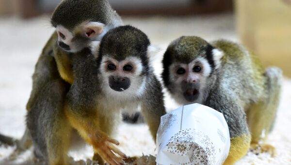 Саймири рассматривают подарки в зоопарке Франции