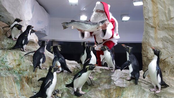 Мужчина в костюме Санта-Клауса кормит рыбой пингвинов в Маринлэнд, Антиб, Франция