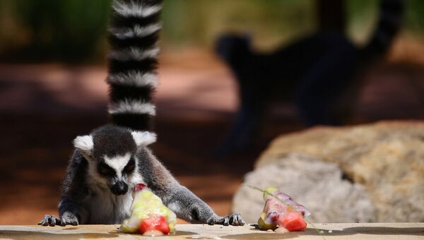 Кошачий лемур получил угощение в виде елки в зоопарке Таронга в Сиднее, Австралия