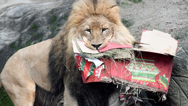 Лев открывает рождественские подарки в Гамбургском зоопарке, Германия