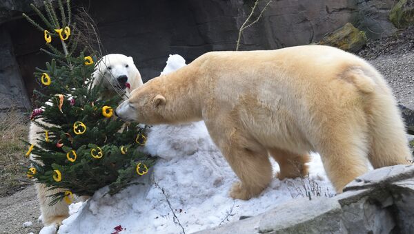 Белый медведь Springer и Nanuq ищут рождественские подарки на елке в зоопарке Ганновера, Германия