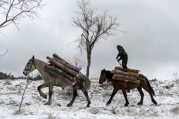 Дровосек перевозит лес на лошодях возле Софии, Болгария