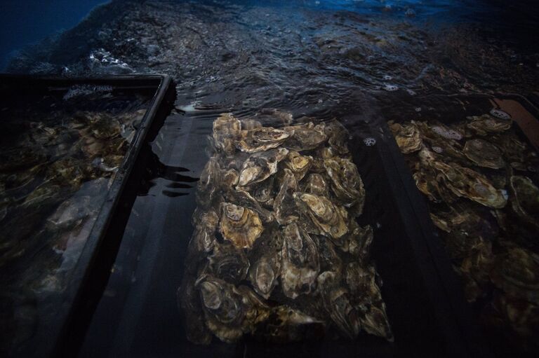 Устрицы Устрицы