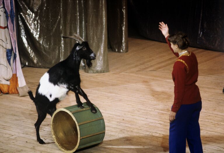 Номер Эквилибрист, артист - козел по кличке Василий. Театр зверей имени В.Л. Дурова. 01.07.1983 Номер Эквилибрист, артист - козел по кличке Василий. Театр зверей имени В.Л. Дурова. 01.07.1983