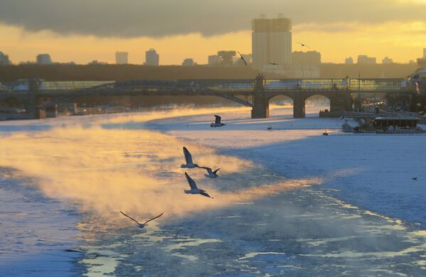 Чайки над Москва-рекой в морозный день