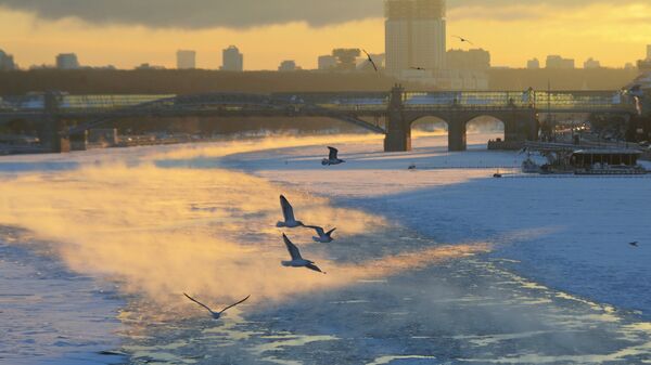 Чайки над Москва-рекой в морозный день