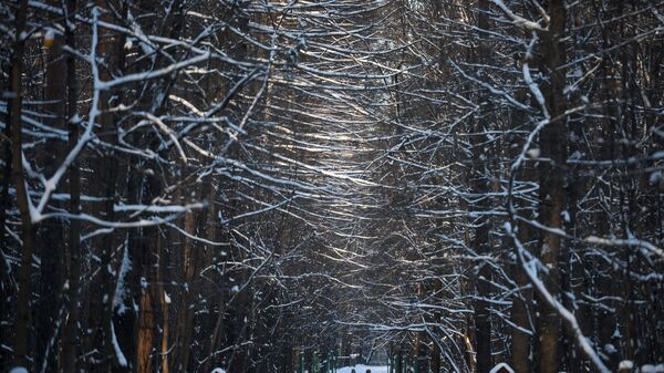 Московский парк зимой. Архивное фото