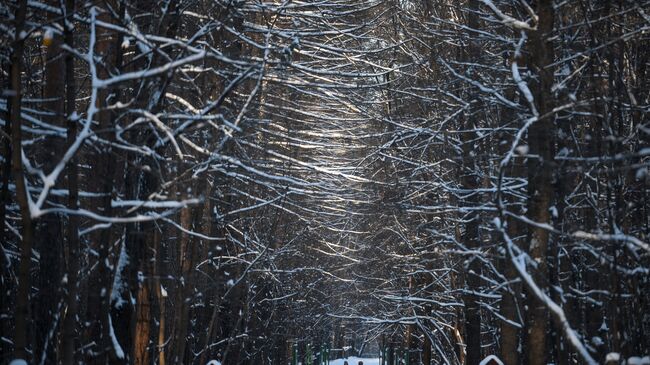 Люди гуляют в одном из парков Москвы в морозный день. Архивное фото