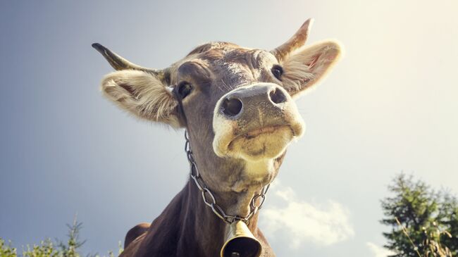 Корова с колокольчиком. архивное фото