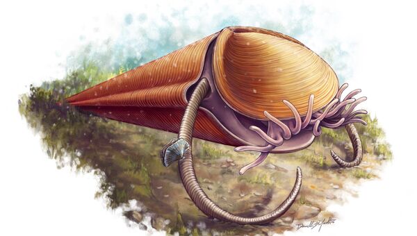 Древнее беспозвоночное животное Haplophrentis, которое раньше ошибочно считали моллюском
