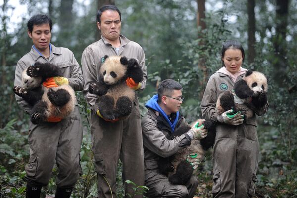 Ученые держат детенышей панды во время мероприятия, приуроченного в празднованию Лунного Нового года в Китае