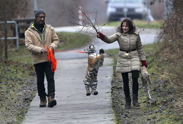 Супруги Моника Фарелл и Саад Рос во время прогулки с четырехмесячным тигренком по кличке Эльза в Германии