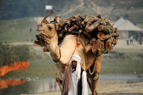 Верблюд везет дрова в Аллахабаде, Индия