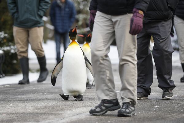 Королевский пингвин во время прогулки в зоопарке Цинциннати, США