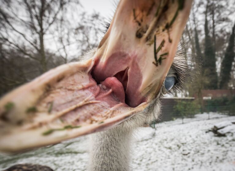 Страус в зоопарке Opelzoo в Германии