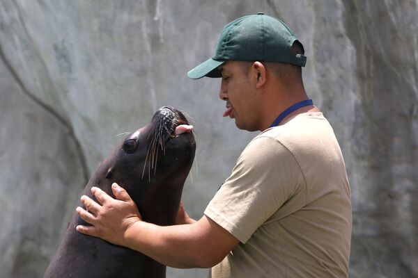 Морской котик по кличке Титан со своим тренером выступают в зоопарке Лимы, Перу