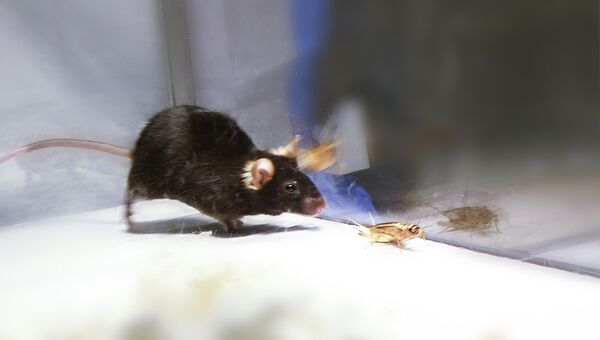 Запустив программу охоты в мозге крысы, ученые превратили ее в агрессивного хищника