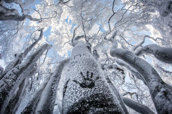 Отпечаток руки на стволе дерева на горе Гроссер Фельдберг, Германия