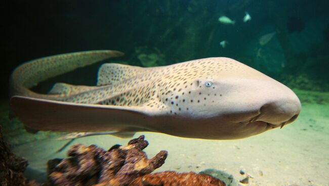 Зебровая акула (Stegostoma fasciatum)