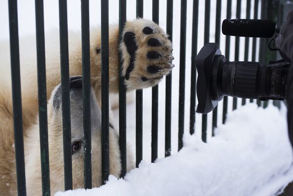 Годовалый белый медвежонок в Центре воспроизводства редких видов животных Московского зоопарка в селе Сычево Московской области