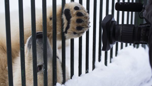 Годовалый белый медвежонок в Центре воспроизводства редких видов животных Московского зоопарка в селе Сычево Московской области