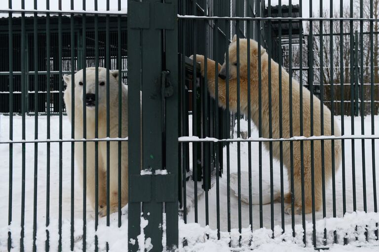 Годовалые белые медвежата в Центре воспроизводства редких видов животных Московского зоопарка в селе Сычево Московской области