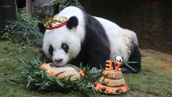Старейшая в мире большая панда по кличке Басы отмечает 37-ой день рождения в Фучжоу, провинция Фуцзянь, Китай