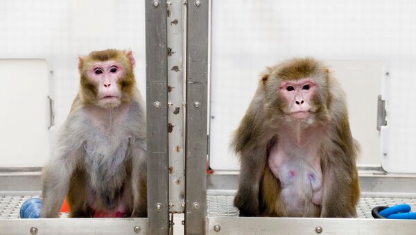 Левая обезьяна питалась низкокалорийной диетой 27 лет, правая – обычной едой