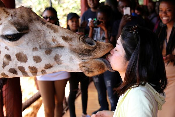Посетительница кормит жирафа в Жираф-центре в Найроби, Кения