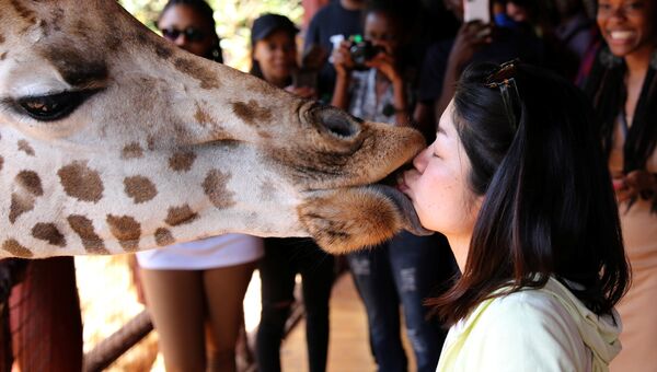 Посетительница кормит жирафа в Жираф-центре в Найроби, Кения