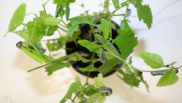 Гусеницы хлопчатниковой совки, поедающие растение