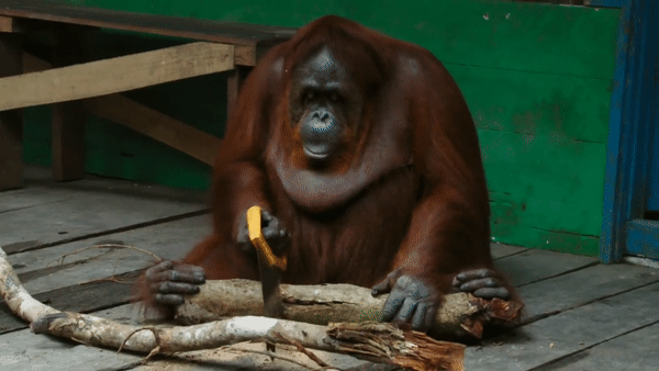 На Калимантане засняли орангутана, научившегося орудовать пилой