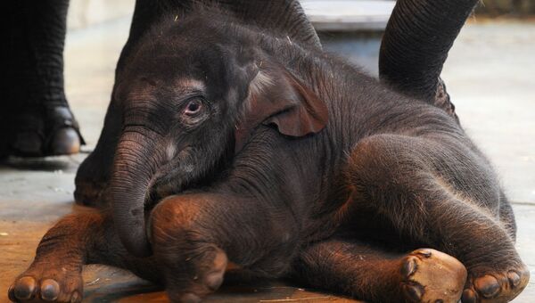 Слоненок, родившийся 18 января в зоопарке Ростова-на-Дону в семействе азиатских слонов Синты и Юмы