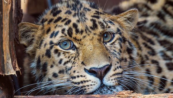В Приморье привезут самку леопарда из Украины