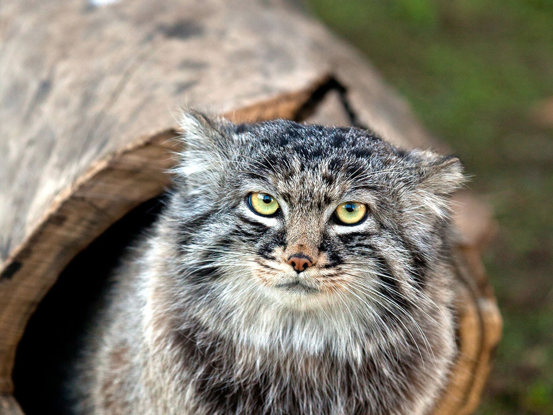 Дикий кот манул. Сибирский дикий кот Манул. Дикий Лесной кот Манул. Дикий кот Манул фото. Манул помесь.