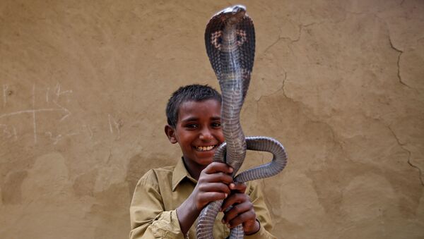 Рави Нат с коброй в поселении заклинателей змей Jogi Dera в штате Уттар-Прадеш, Индия