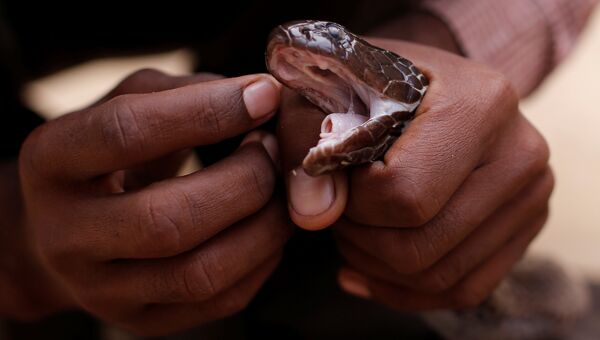 Заклинатель змей  очищает глаза его змеи в поселении заклинателей змей Jogi Dera в штате Уттар-Прадеш, Индия