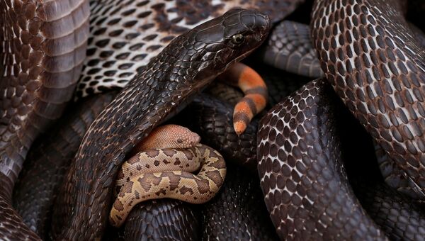 Змеи в корзине в поселении заклинателей змей Jogi Dera в штате Уттар-Прадеш, Индия